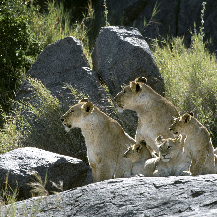 Serengeti-Nationalpark, tolle Wanderung