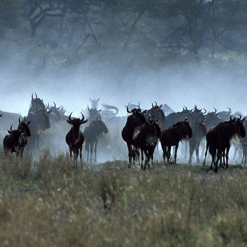 Tanzania, Safari Ngorongoro, Olduvai y Laetoli, reunión con los masai