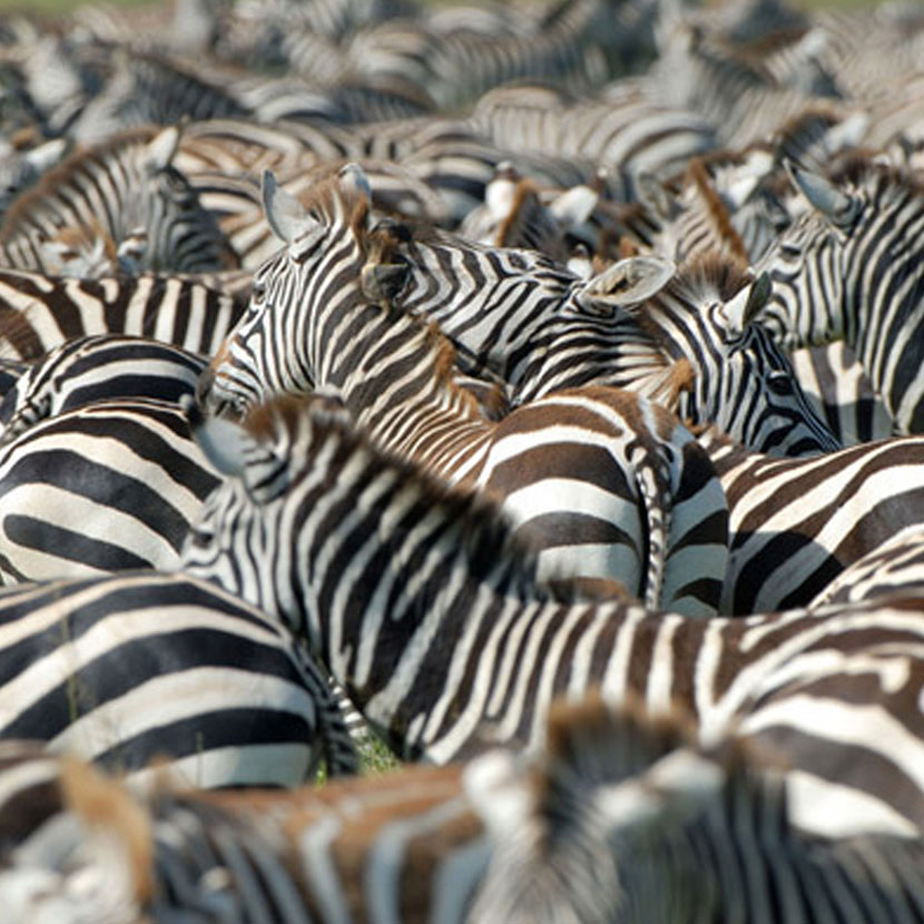 Tanzania Safari National Parcs: Selous, Ruaha, Mikumi, Udzungwa, Gombe y Mahale