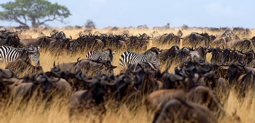 Tanzania: meet the animals of Serengeti Park