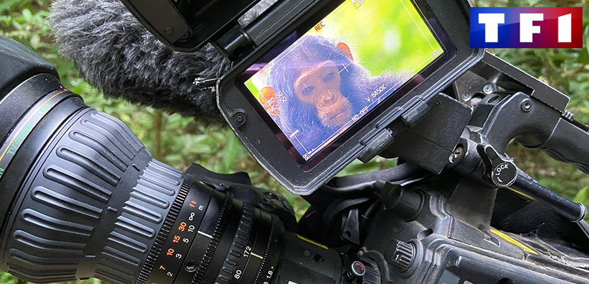 Los últimos chimpancés en Tanzania